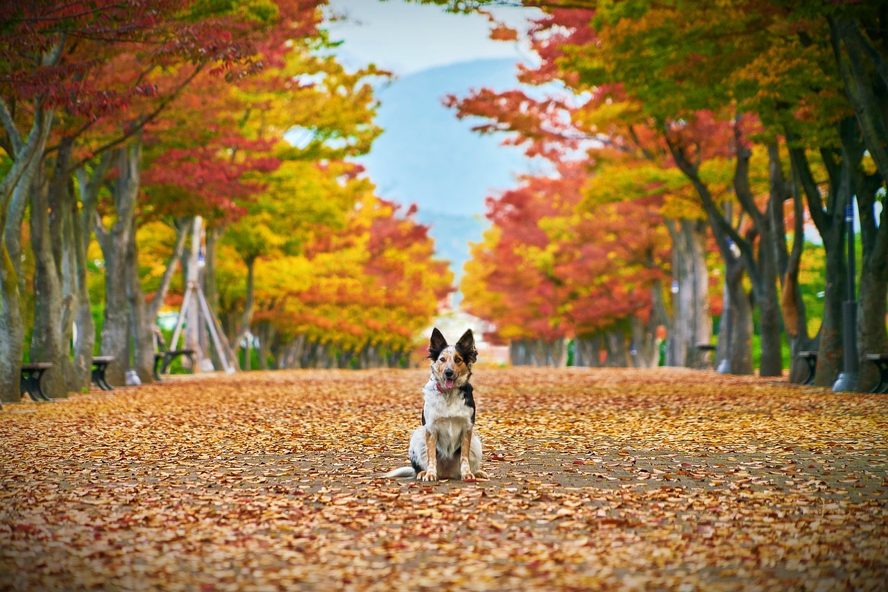 How to Help Your Dog Overcome Fear of Thunder